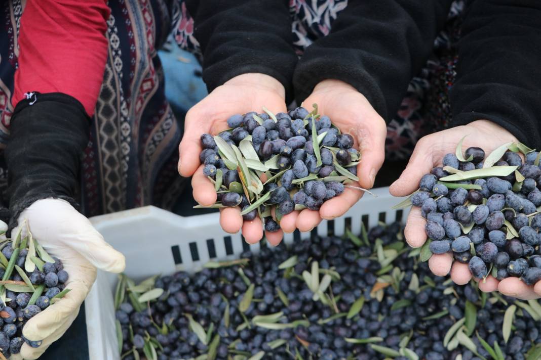 Hasadın bitmesine bir ay kaldı: Günde 105 ton ürün sıkıldı 5